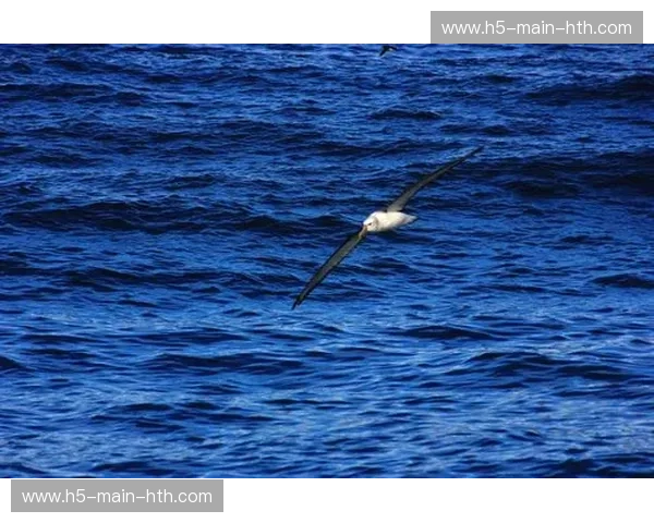 终极对决：当“中土世界的纯净”遇见“星条旗下的狂想”——新西兰与美国的灵魂博弈